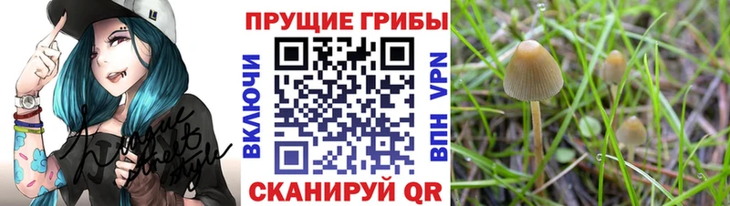 Псилоцибиновые грибы Psilocybine cubensis  Апатиты 